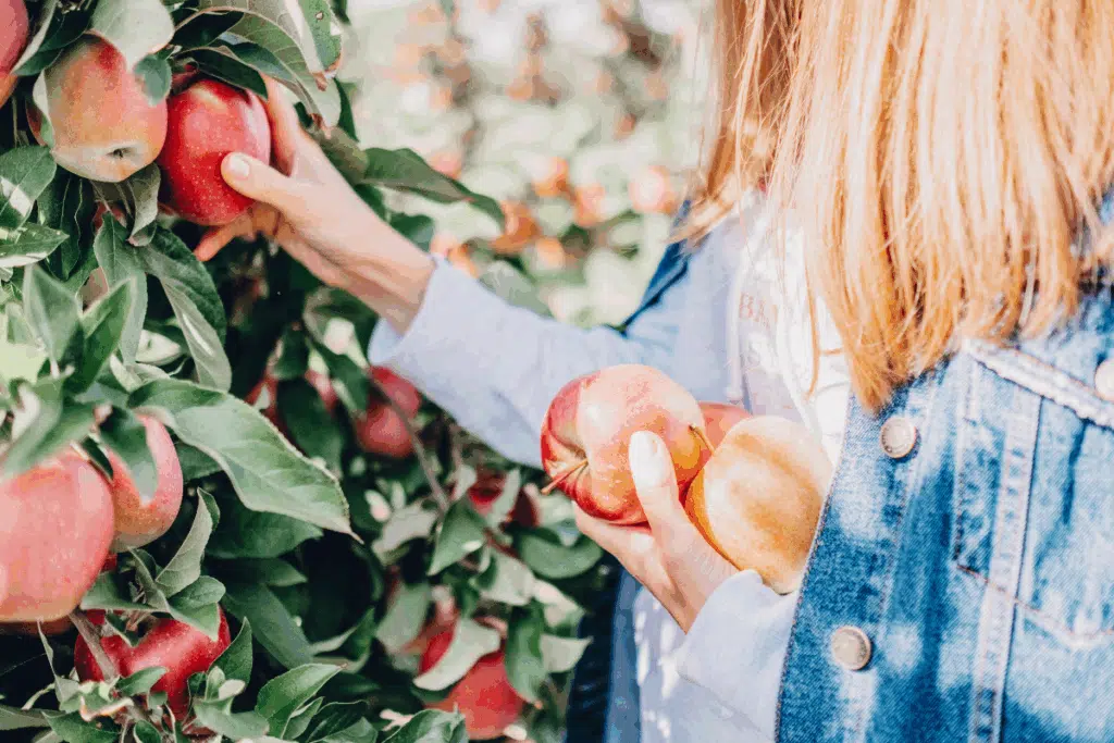 apple picking Photo Credit Canva Pro Stock Image
