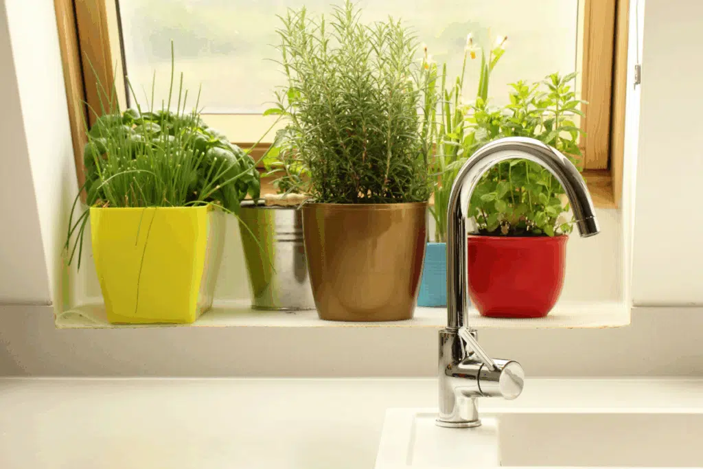 growing herbs Photo Credit Canva Pro Stock Image