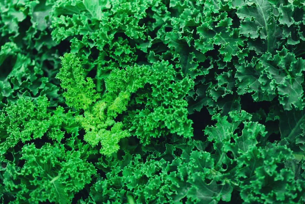 kale Photo Credit Canva Pro Stock Image