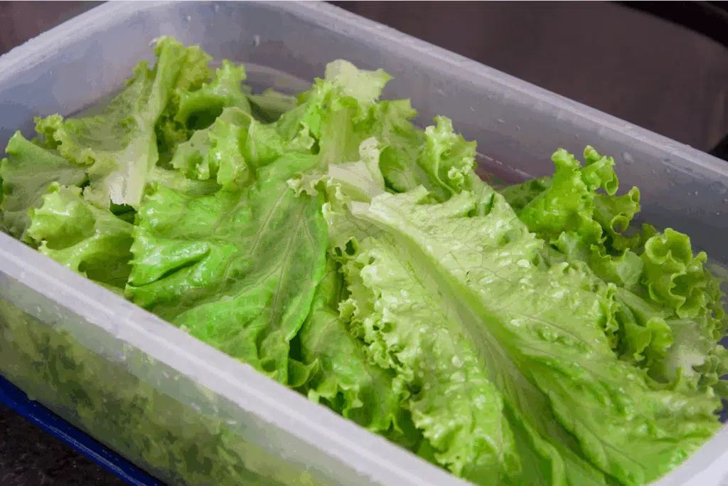 refreshing lettuce Photo Credit Canva Pro Stock Image