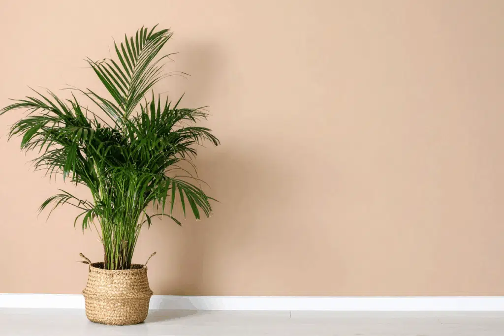 Areca Palm Photo Credit Canva Pro Stock Image