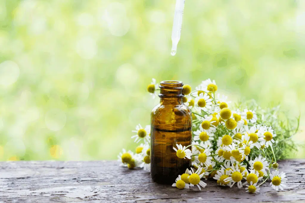 Chamomile Photo Credit Canva Pro Stock Image