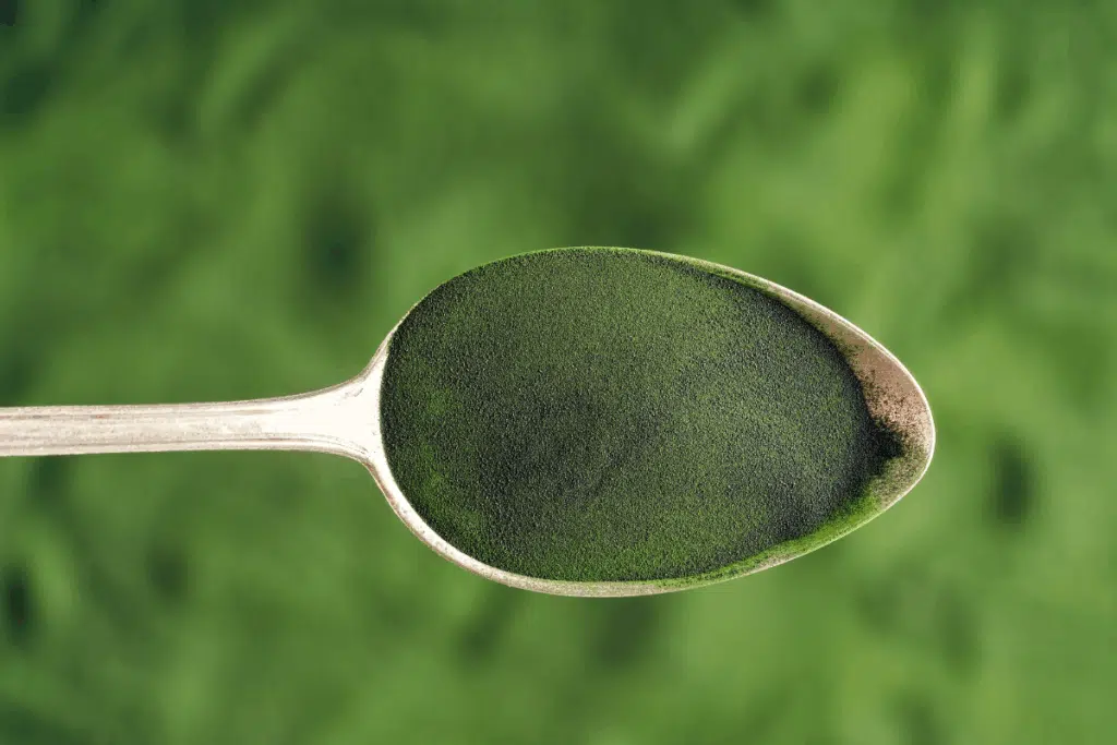Chlorella Photo Credit Canva Pro Stock Image