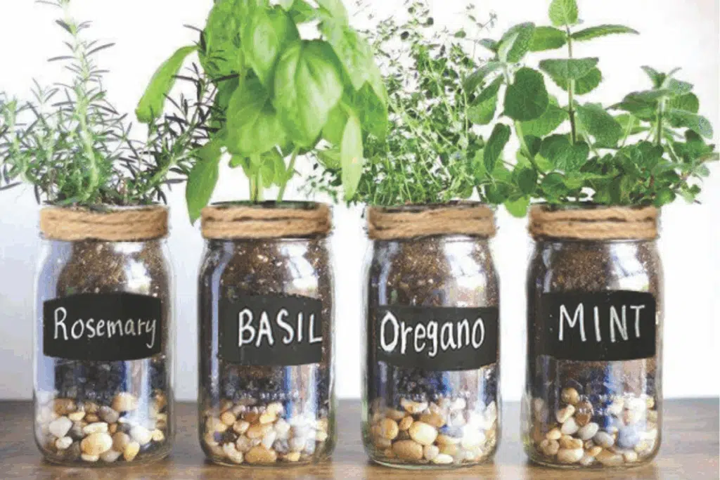 Herb garden Mason Jars Photo Credit Art Exposure