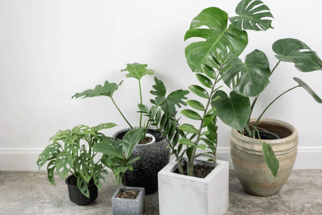 House plants Photo Credit Canva Pro Stock Image