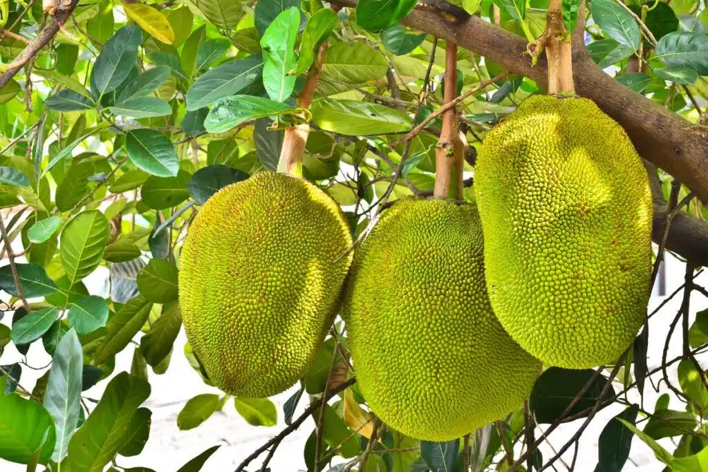 Jackfruit Photo Credit Canva Pro Stock Image
