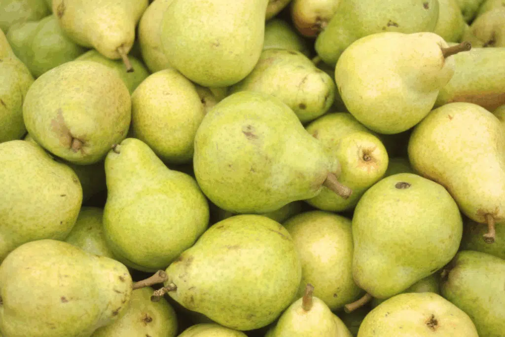 Pears Photo Credit Canva pro Stock Image