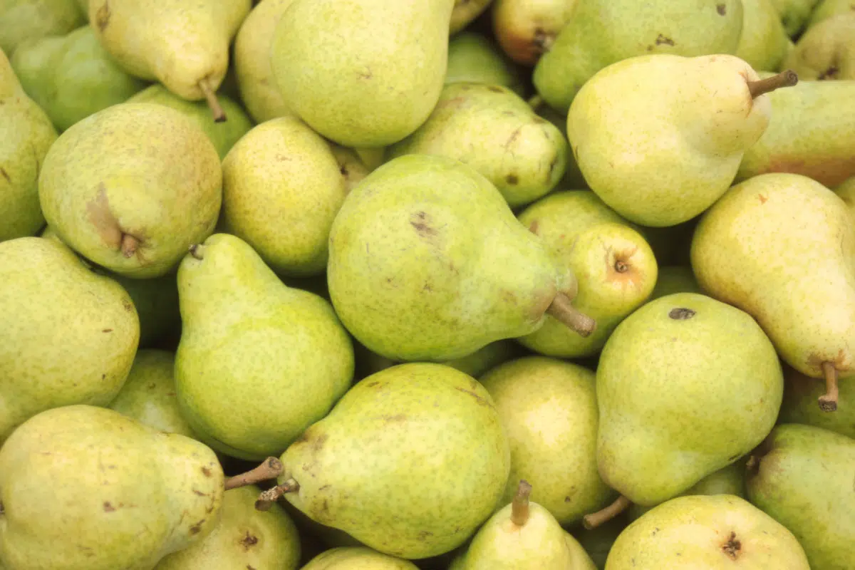 Pears Photo Credit Canva pro Stock Image