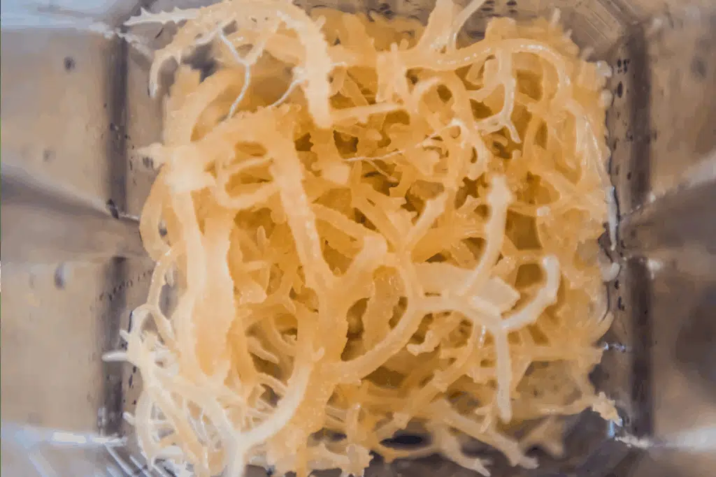 Sea Moss Photo Credit Canva Pro Stock Image
