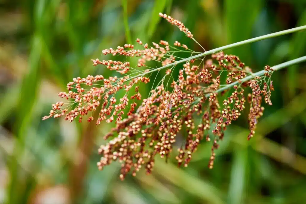 Sorghum Photo Credit Canva Pro Stock Image