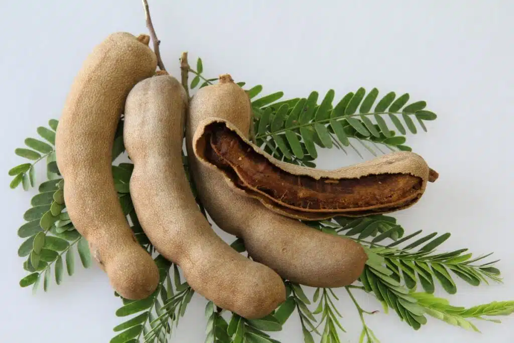 Tamarind Photo Credit Canva Pro Stock Image