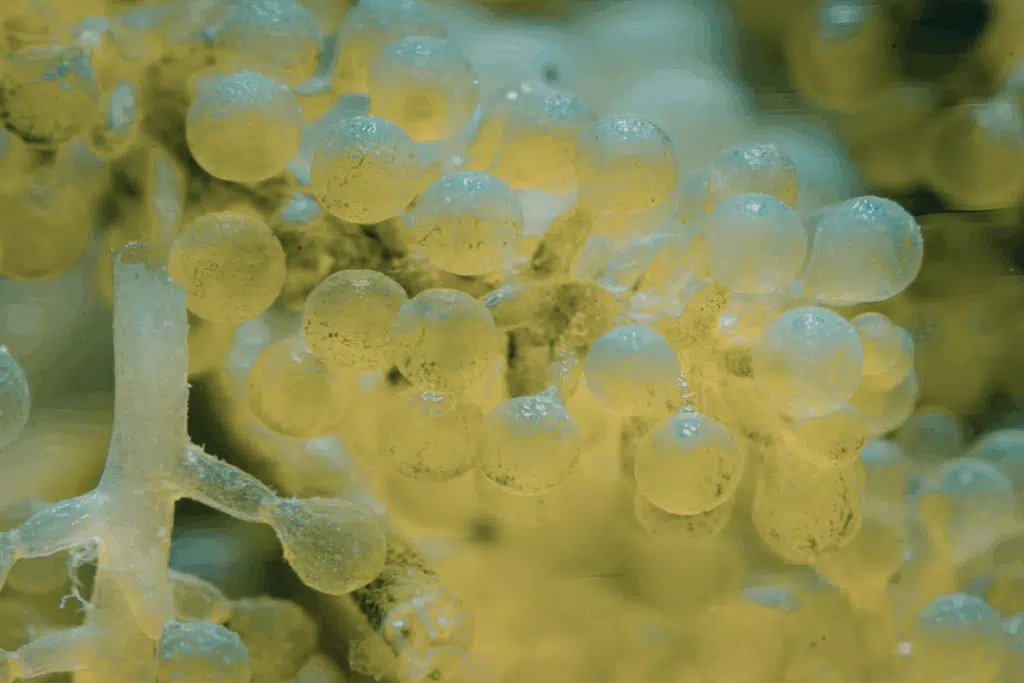 Umibudo Photo Credit Canva Pro Stock Image