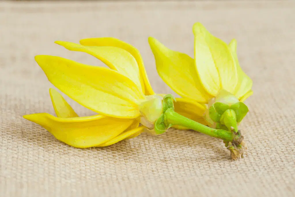 Ylang Ylang Photo Credit Canva Pro Stock Image