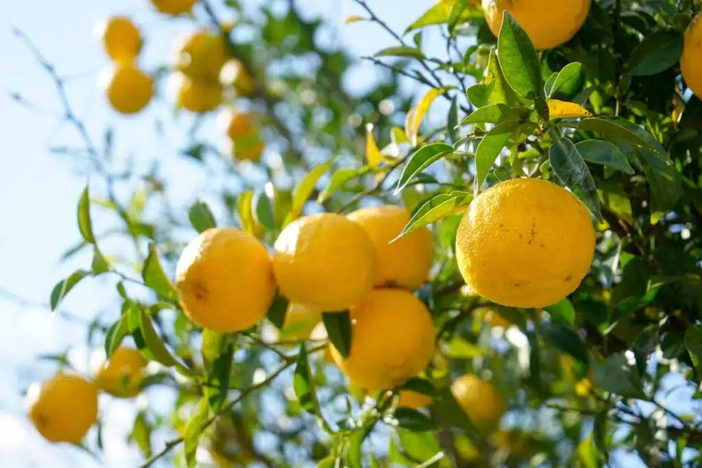 Yuzu Fruit Photo Credit Canva Pro Stock Image