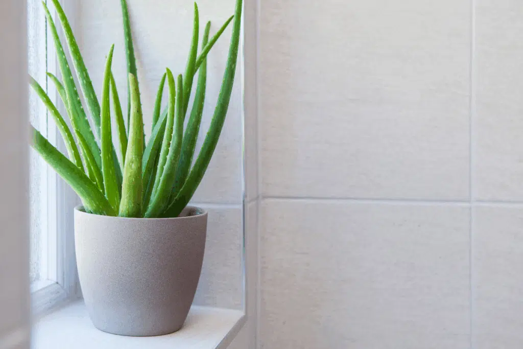 aloe vera Photo Credit Canva Pro Stock Image