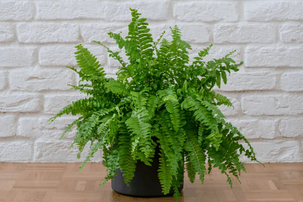 boston fern Photo Credit Canva Pro Stock Image