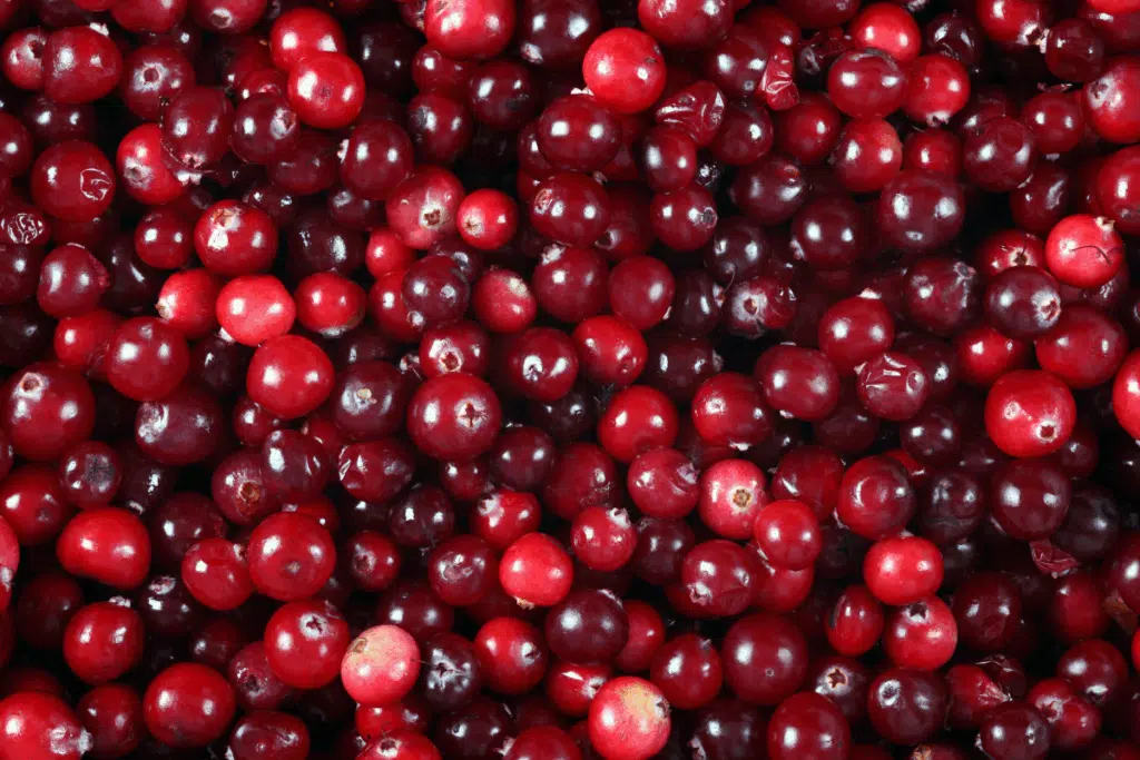 cranberries Photo Credit Canva Pro Stock Image