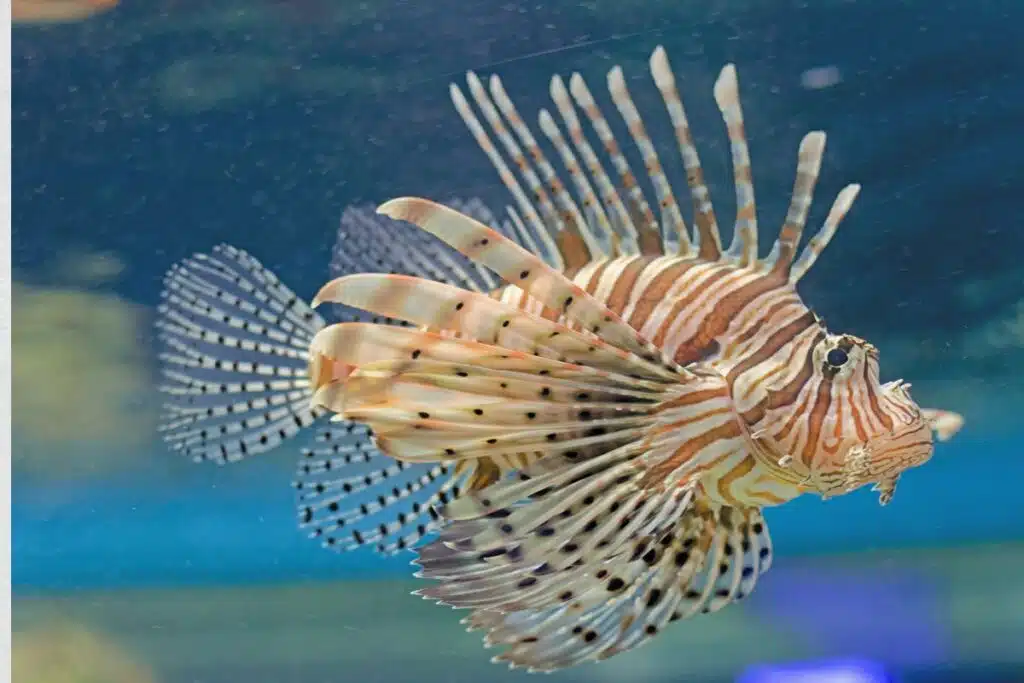 lionhead fish Photo Credit Canva Pro Stock Image