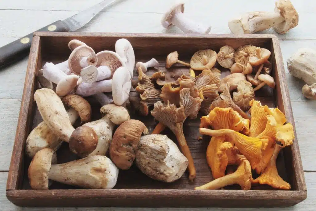 mushrooms Photo Credit Canva Pro Stock Image