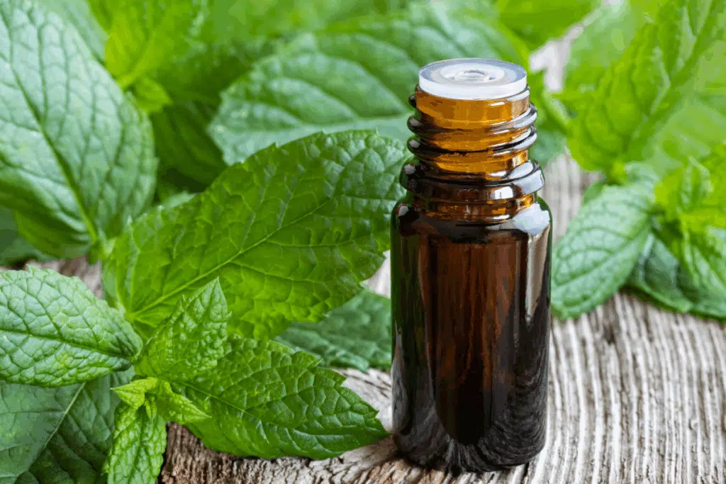 peppermint Oil Photo Credit Canva Pro Stock Image