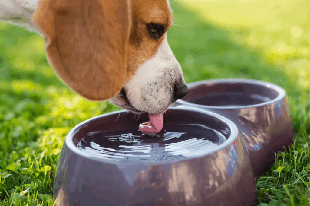 pet bowls Photo Credit Canva Pro Stock Image