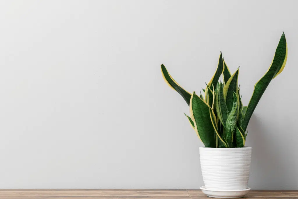 snake plant Photo Credit Canva Pro Stock Image