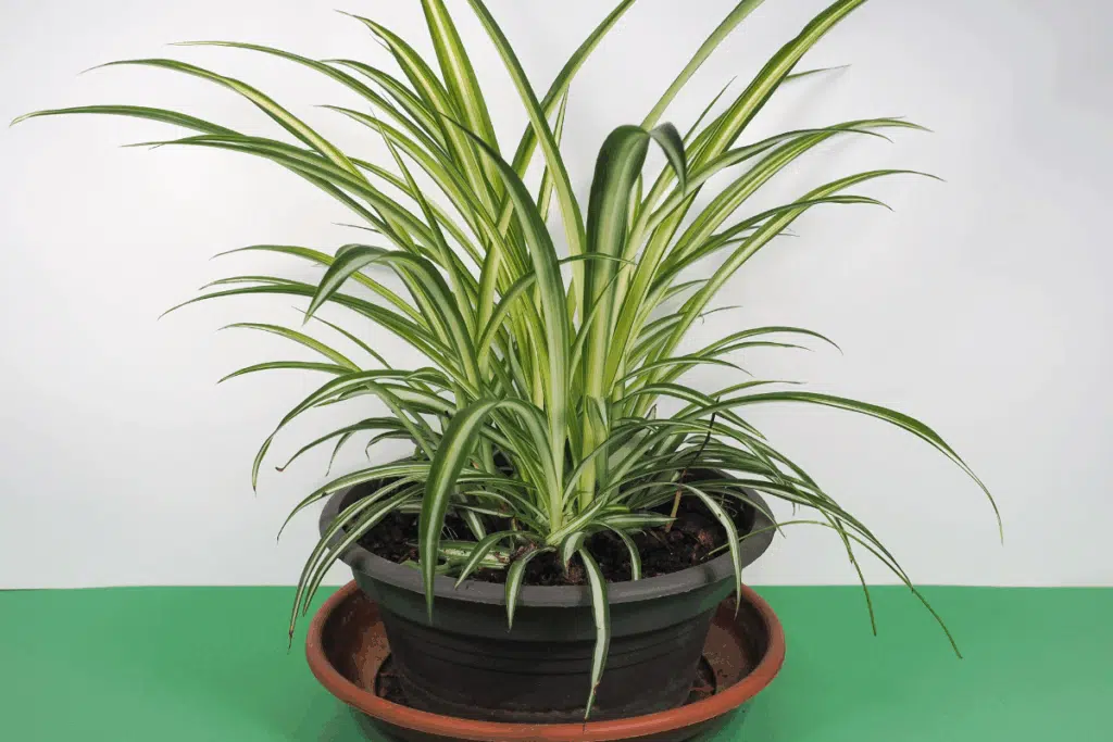 spider plant Photo Credit Canva Pro Stock Image