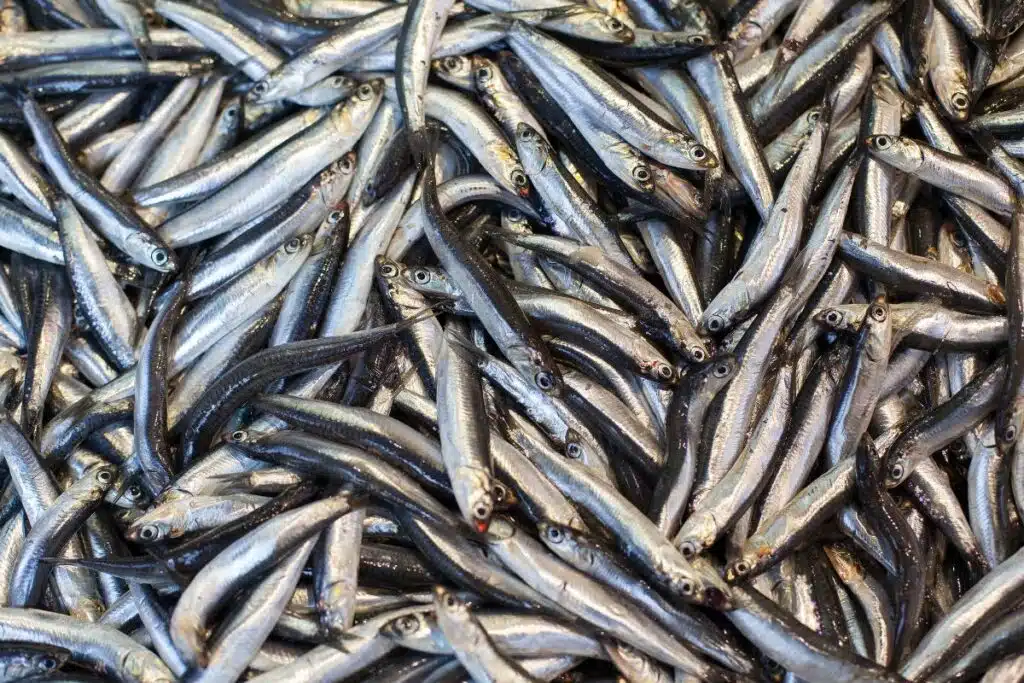 Anchovy Paste photo Credit Canva Pro Stock Image