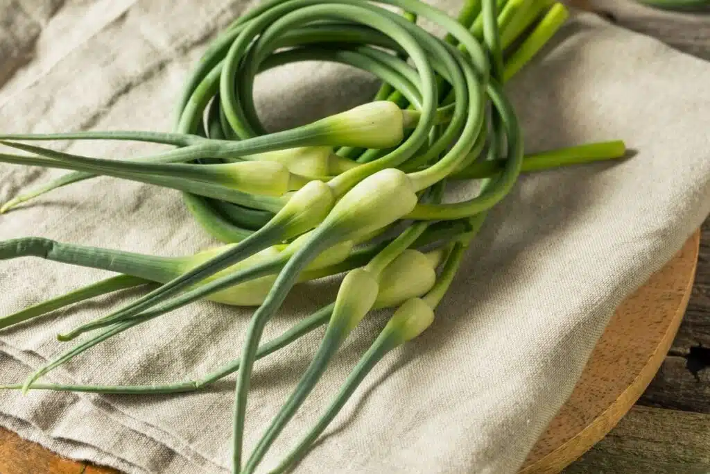 Garlic Greens Photo Credit Canva Pro Stock Image