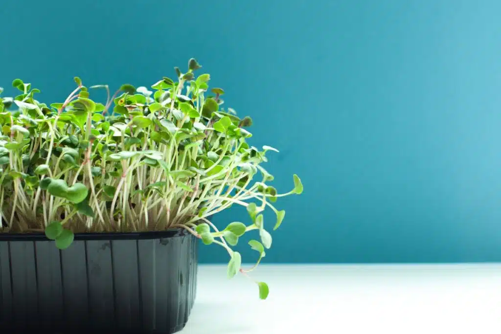 microgreens photo Credit Canva Pro Stock Image