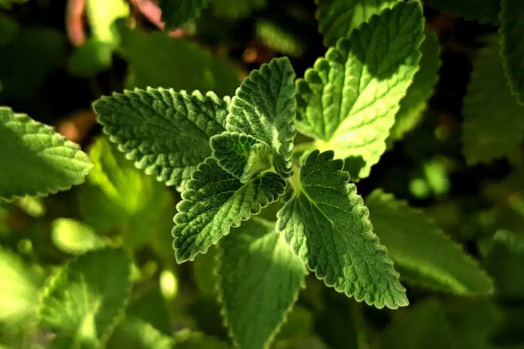 mint photo Credit Canva Pro Stock Image