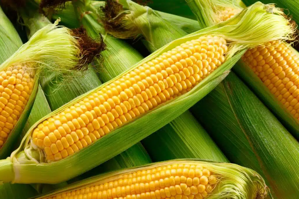 Corn Photo Credit Canva Pro Stock Image