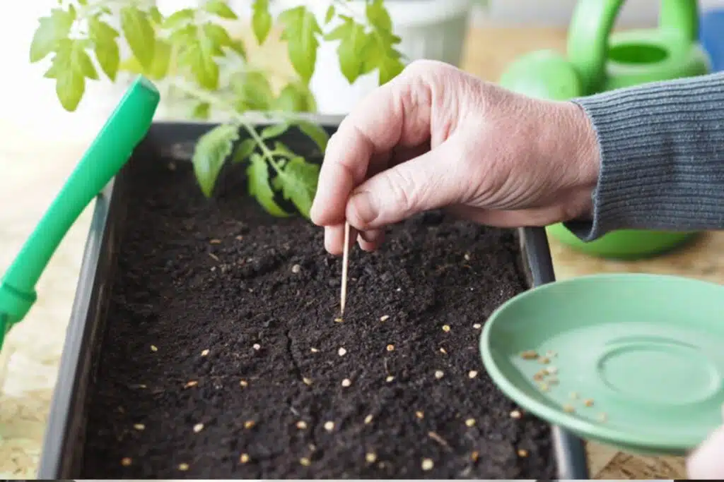 Toothpick Starting seeds Photo Credit House Digest