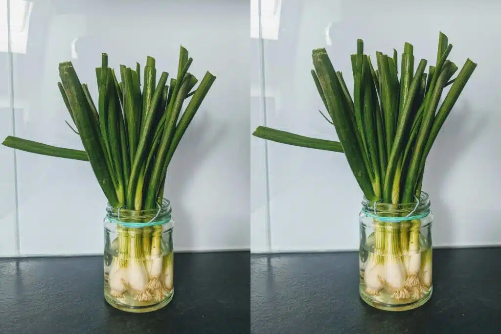 scallions in jar herbs Photo Credit Canva Pro Stock Image