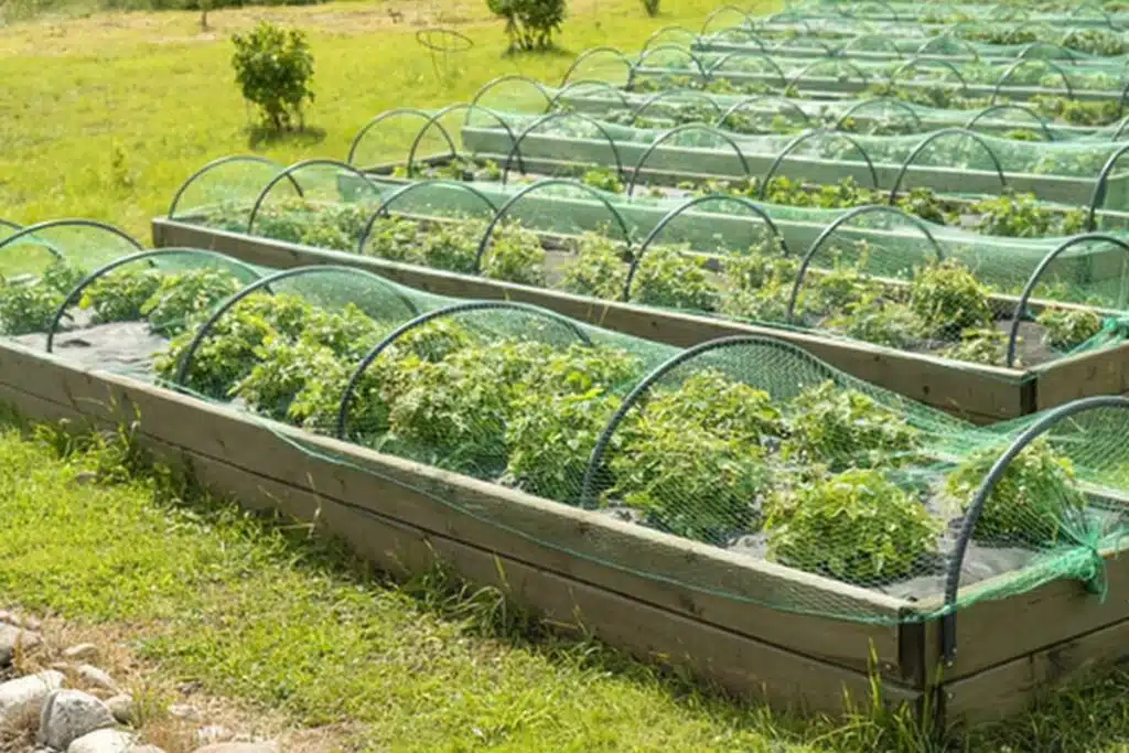 Garden netting protection Photo Credit Canva Pro Stock Image