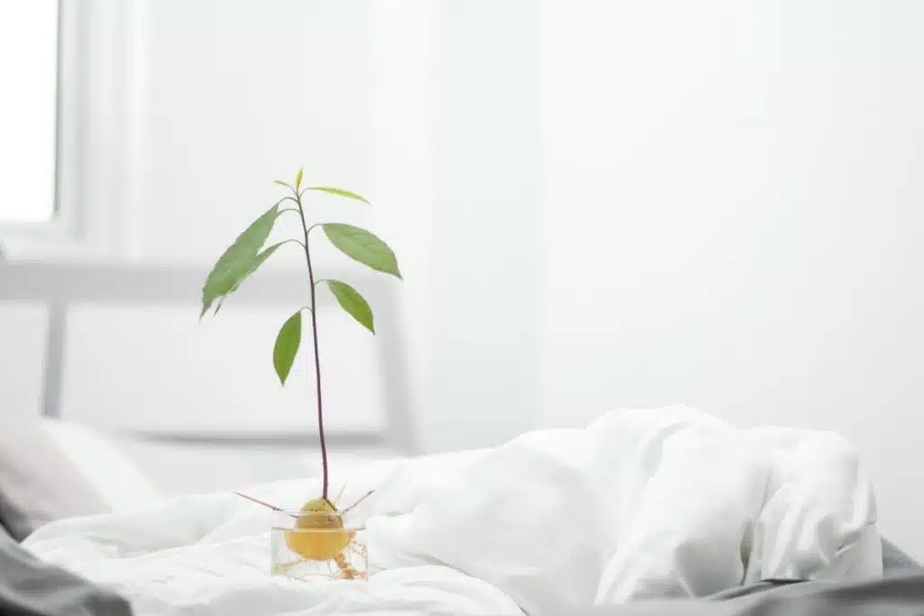 Growing an avocado Toothpicks Photo Credit Canva Pro Stock Image