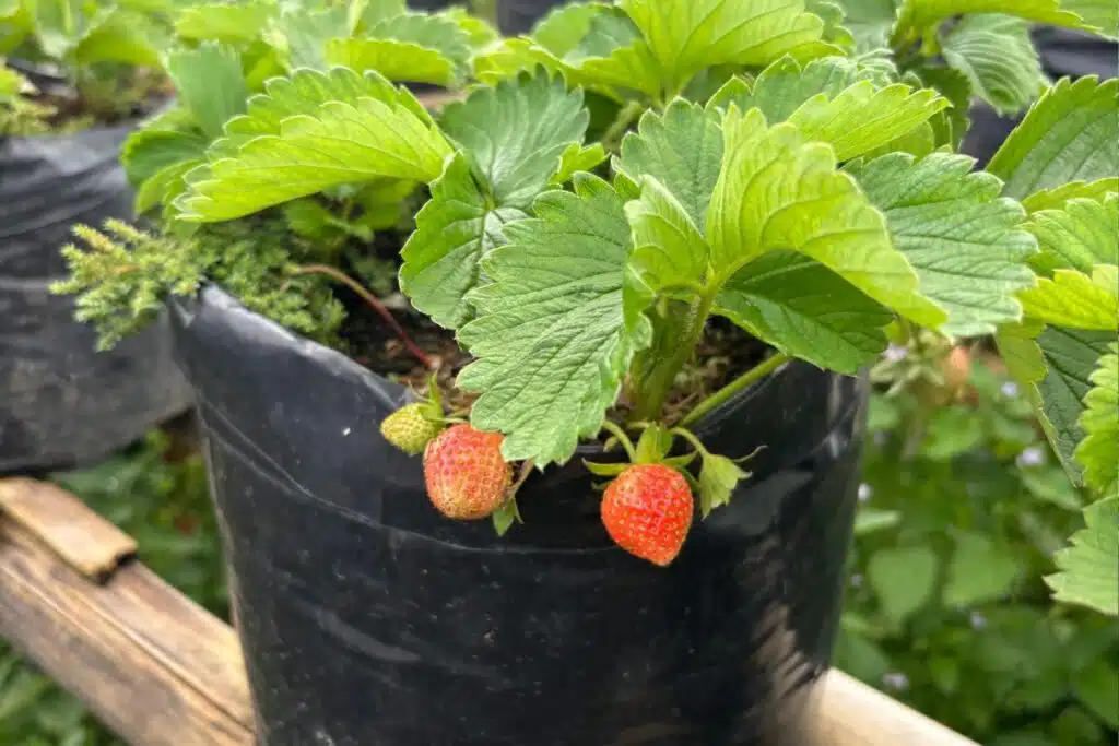 New strawberry plants Photo Credit Canva Pro Stock Image