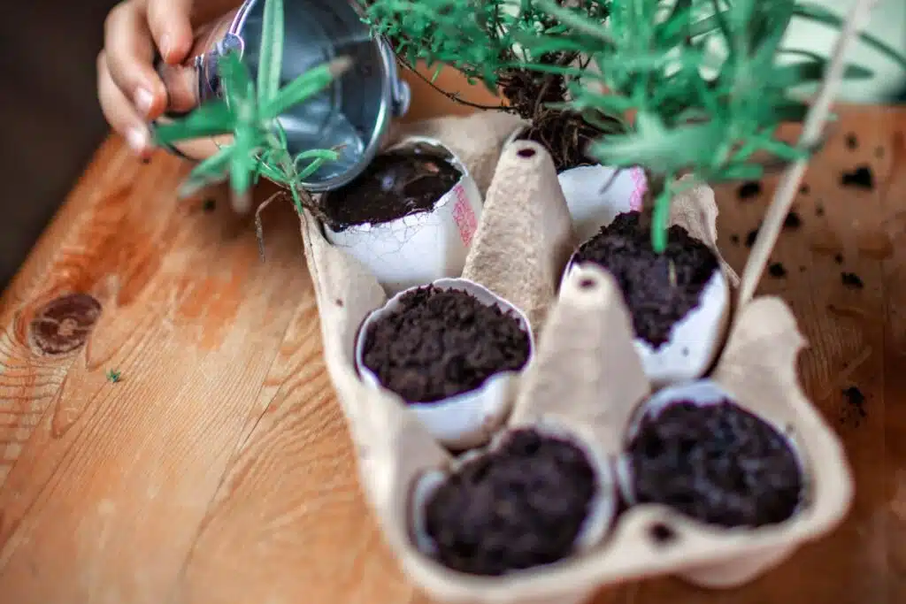 Seedlings eggshells Photo Credit Canva Pro Stock Images