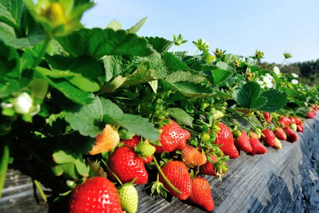 Strawberries Photo Credit Canva Pro Stock Image