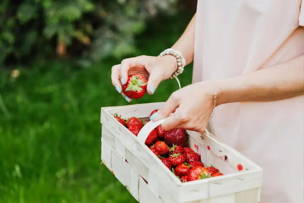 Strawberries harvest Photo Credit Canva Pro Stock Image