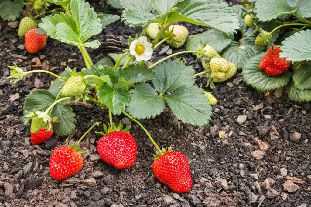 Strawberries in Garden Photo Credit Canva Pro Stock Image