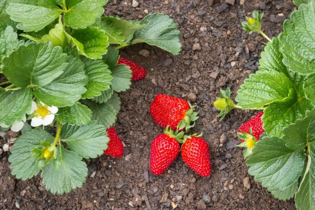 Strawberries plant spacing Photo Credit Canva Pro Stock Image