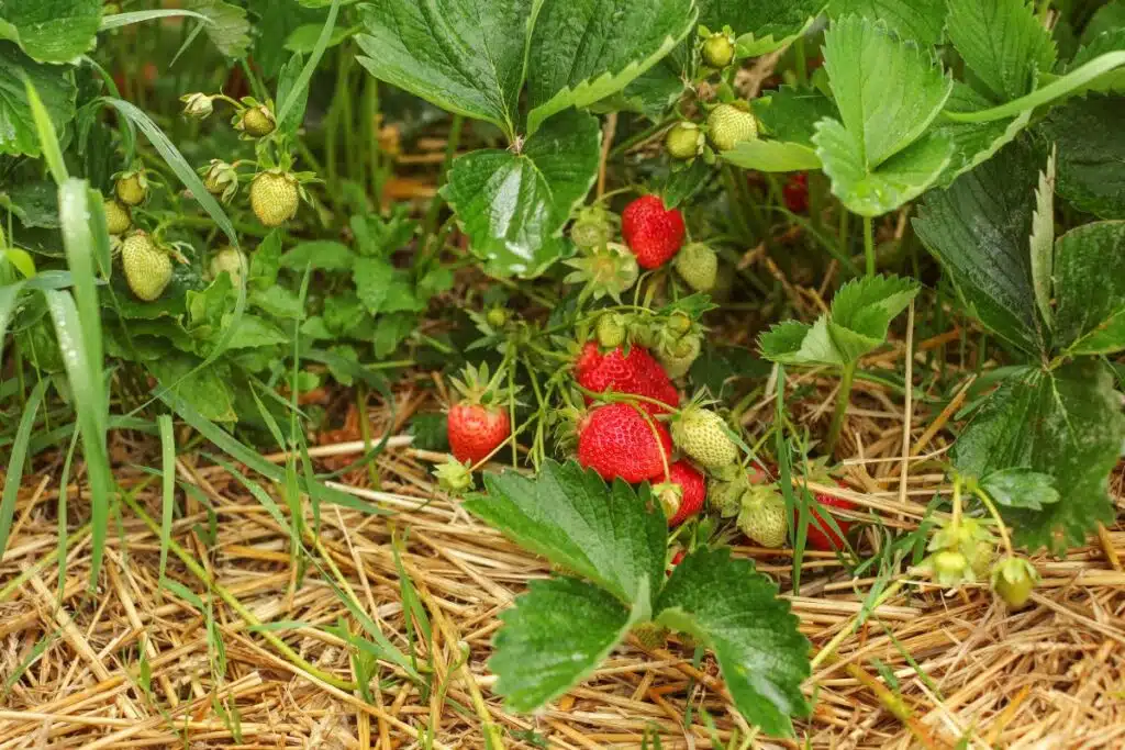 Strawberries runners Photo Credit Canva Pro Stock Image