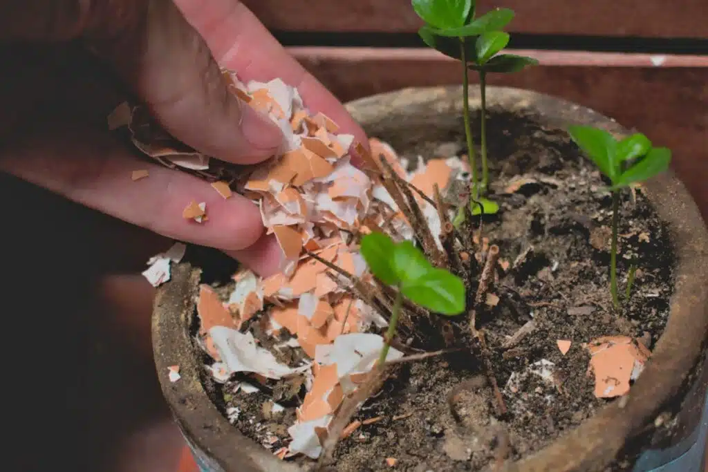 eggshells Planters Photo Credit Canva Pro Stock Images