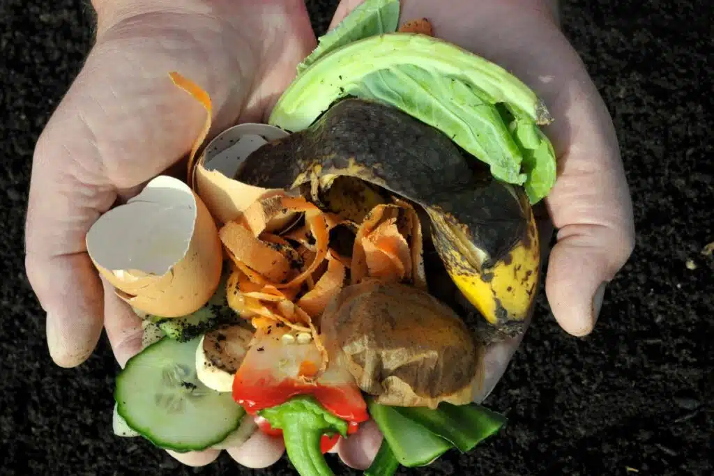 food for Compost Photo Credit Canva Pro Stock Image