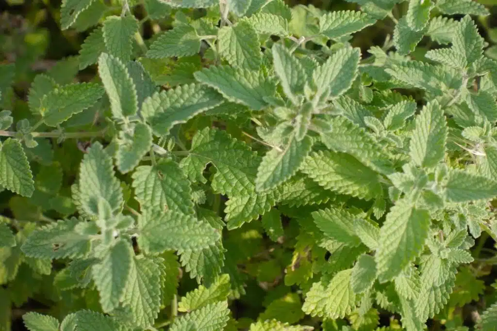 Catnip Credit Canva Pro Stock Image