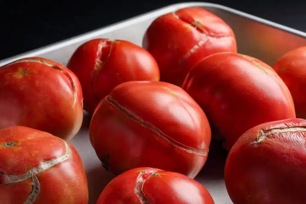 Cracked tomatoes Image Credit Canva Pro Stock Image