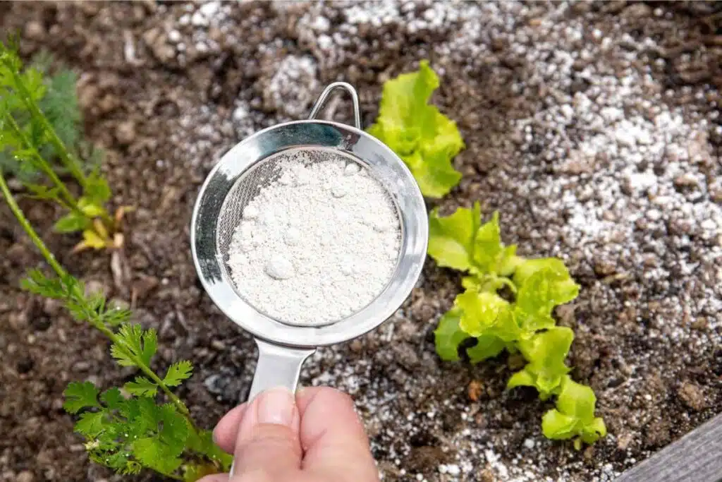 Diatomaceous Earth Photo Credit Martha Stewart