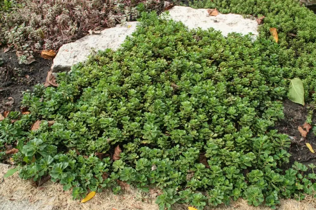Garden ground cover plant Credit Canva Pro Stock Image