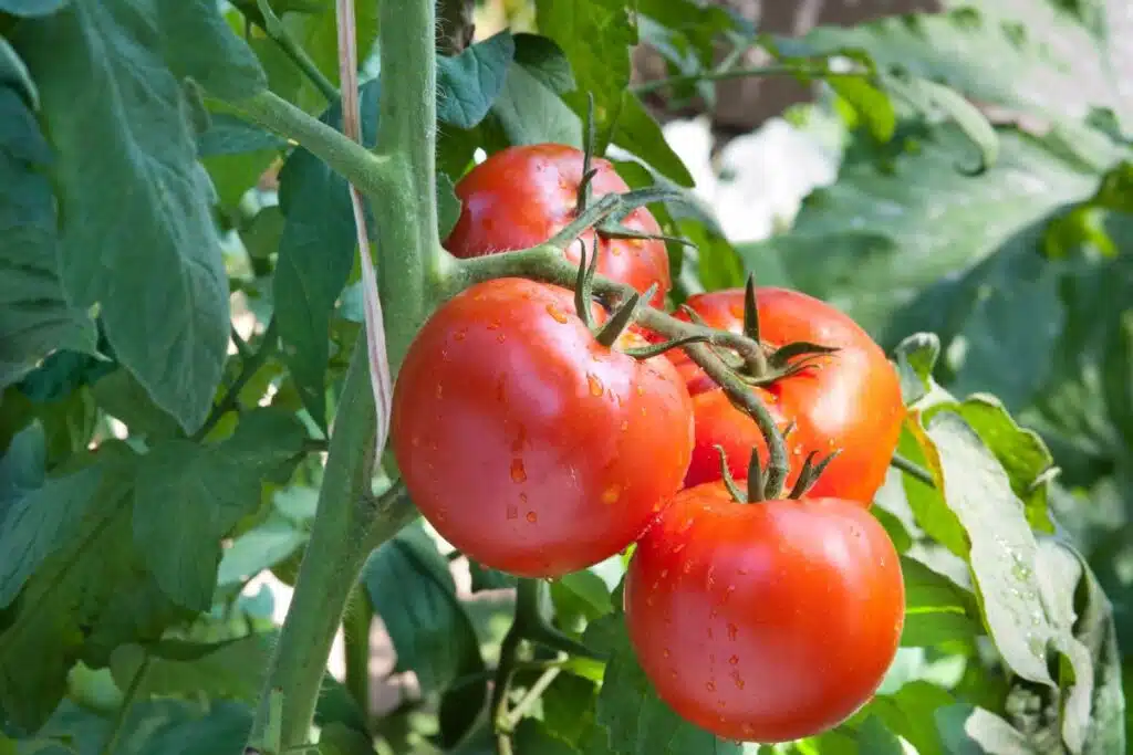 Garden tomatoes Image Credit Canva Pro Stock Image